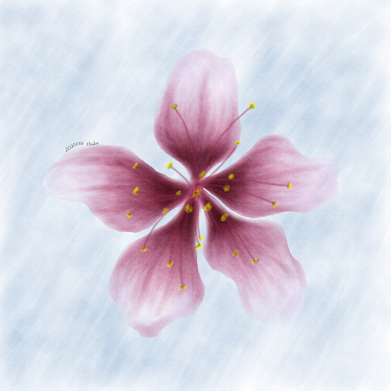 ps插画练习 | 我为武汉画樱花