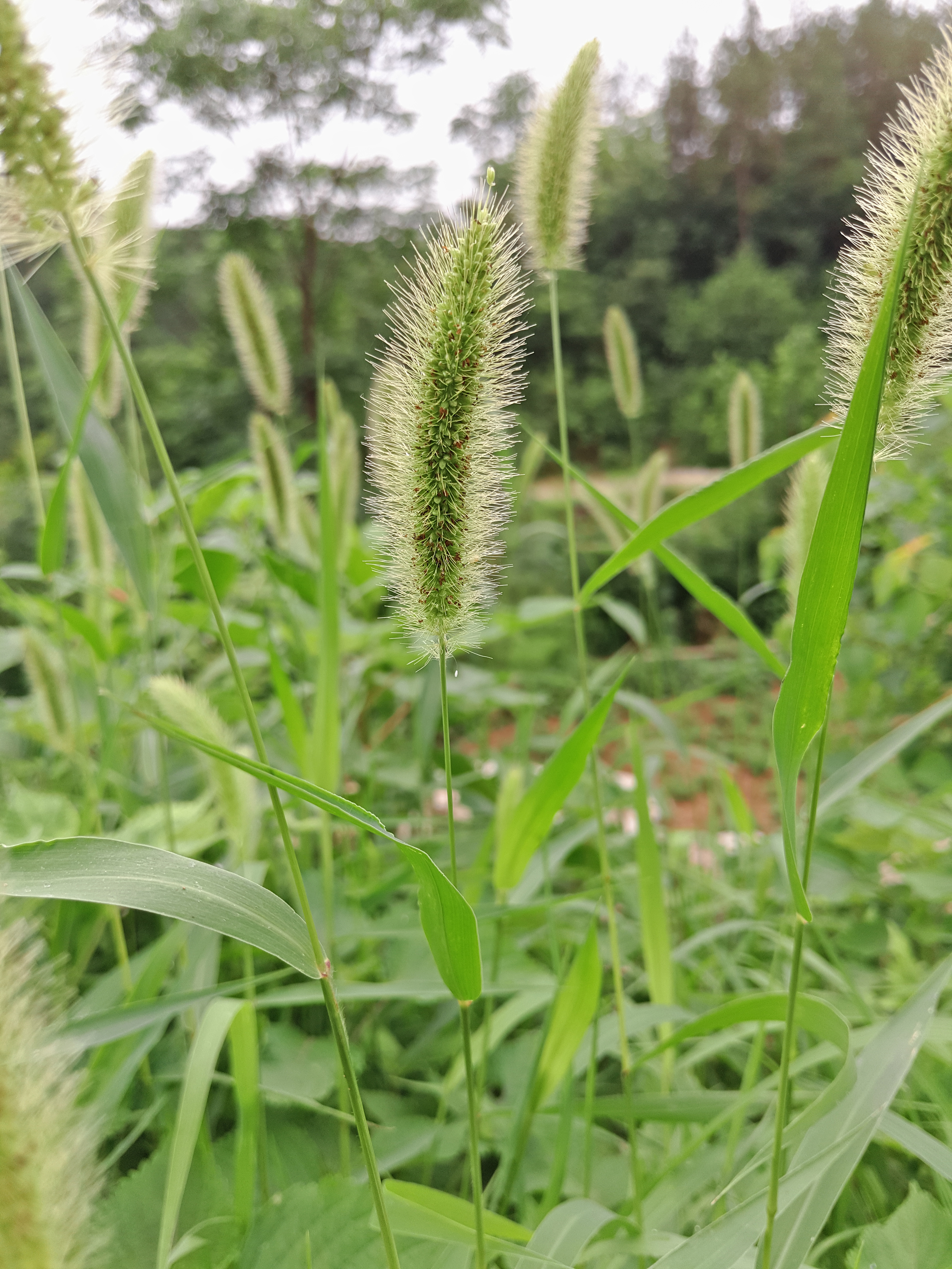 蜜蜂 狗尾巴草 野花微距拍摄