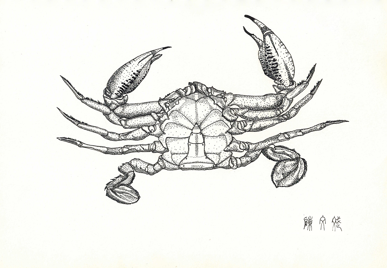 螃蟹线描画作品图片