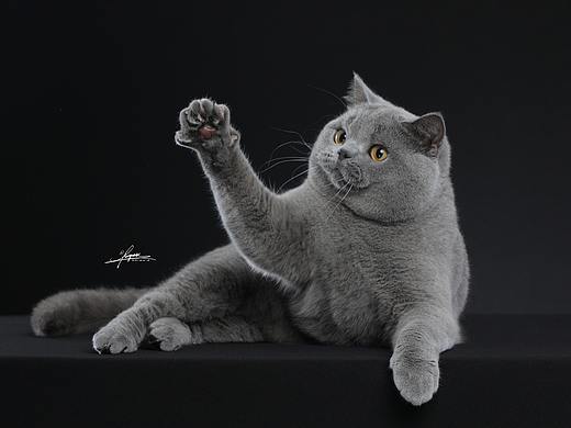 英国短毛猫
