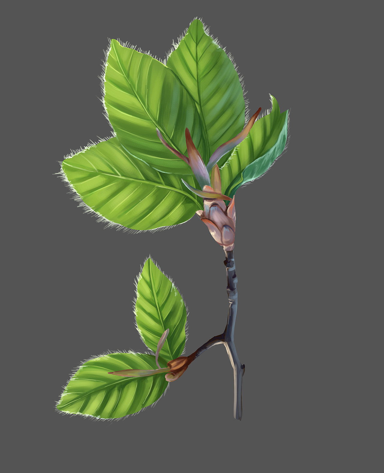 植物插画系列(三)