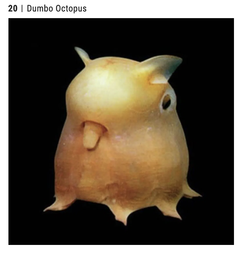 插画头像|微生世界