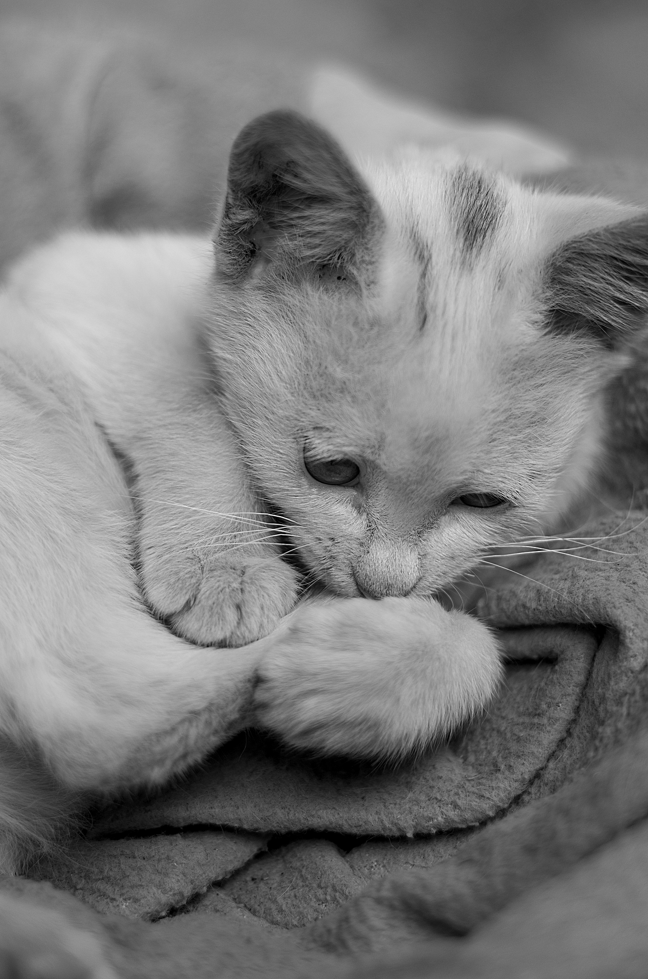 来自乡下的文艺——猫姐(>^ω^<)!!