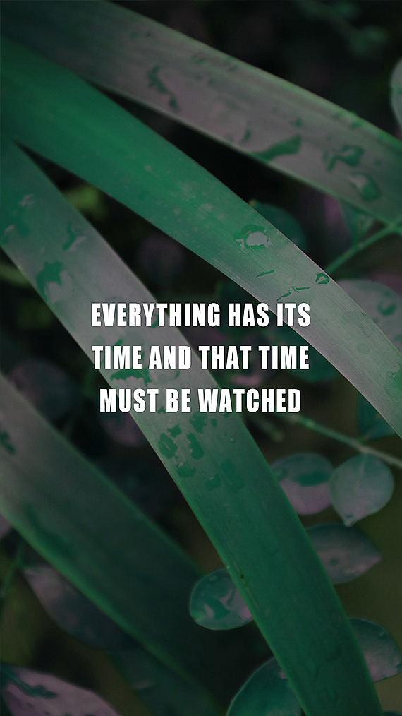 原创手机壁纸（植物篇）（图ZMTA1MzkwOTM2） - 产品摄影 - 站酷设计师醋不及防原创素材 - 站酷ZCOOL