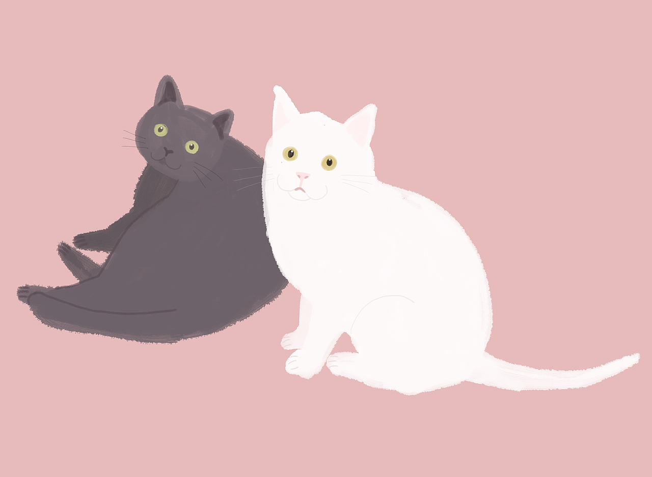 朋友家的两只肥猫