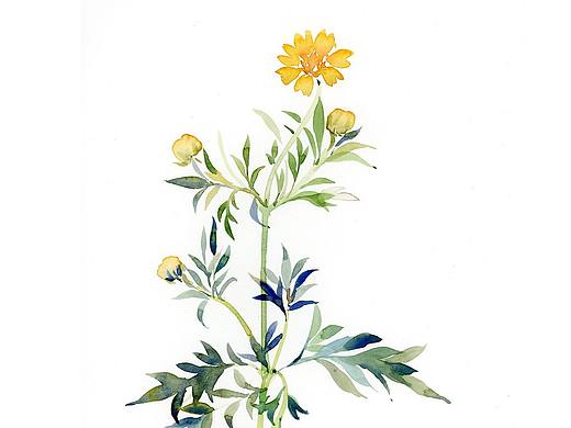 水彩花卉