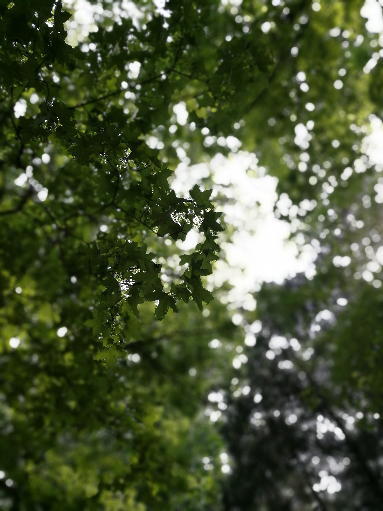 摄影（图ZNzkwMzg5ODA=） - 风光摄影 - 站酷设计师CearyQi原创素材 - 站酷ZCOOL