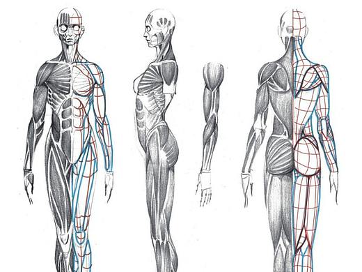 「教程」人体绘画基础 part 02 认识肌肉（2）