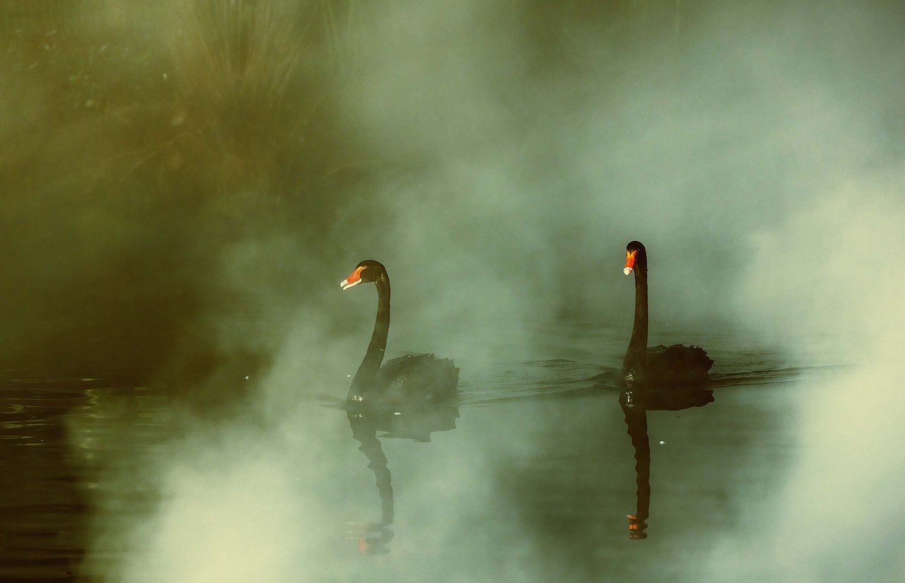 晨雾中的天鹅