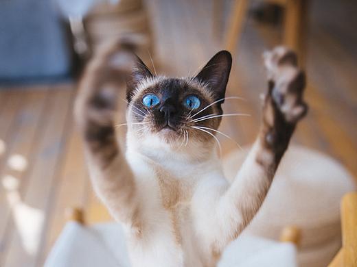 使用佳能EOS R5解锁更多猫咪姿势