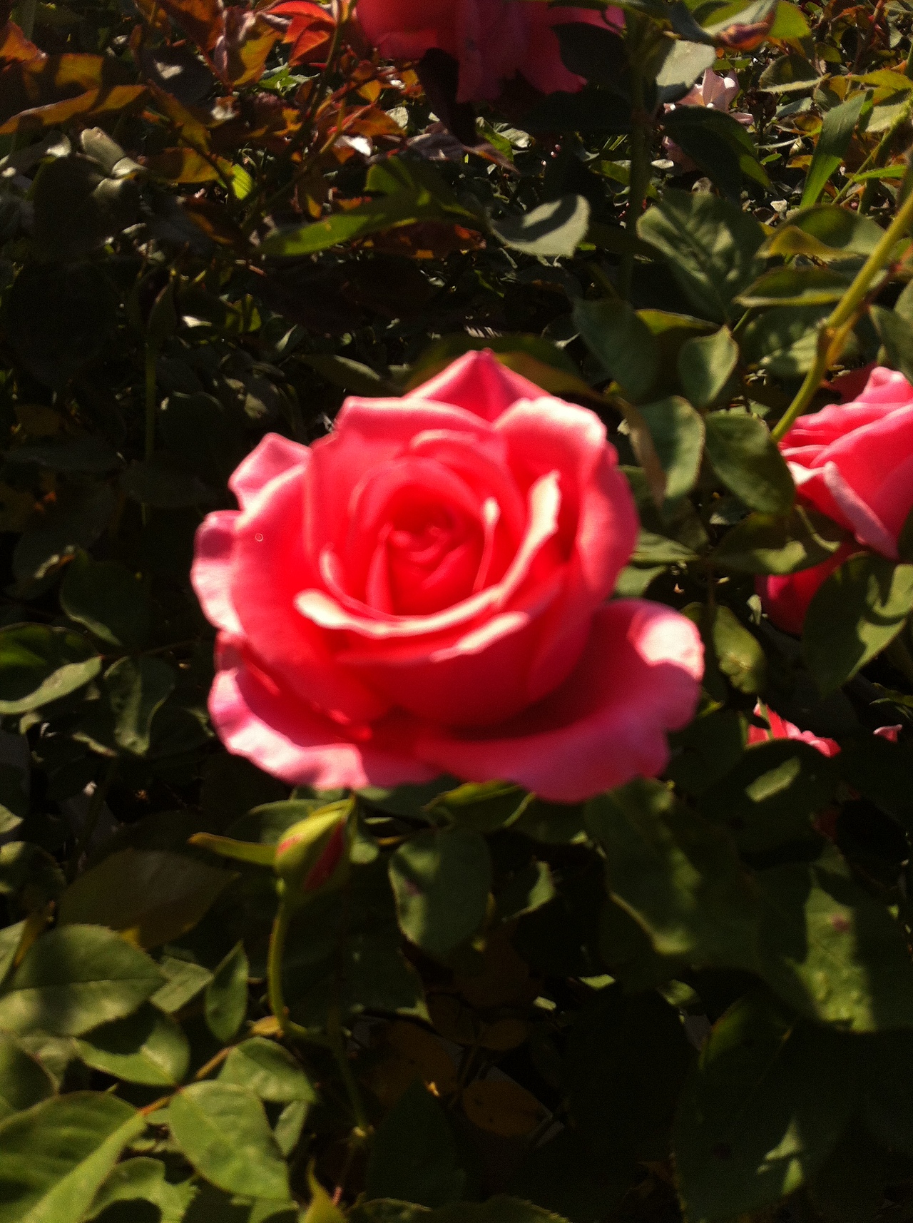 夜里的月季（图ZMzM0ODkwNjQ=） - 产品摄影 - 站酷设计师日尧丰色原创素材 - 站酷ZCOOL