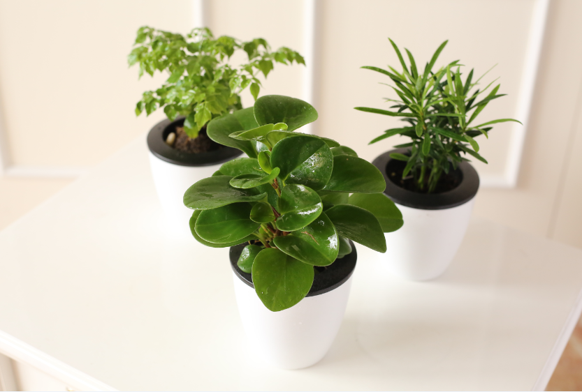 盆栽|摄影|静物|卓设电子商务 - 原创作品 - 站酷 (zcool)