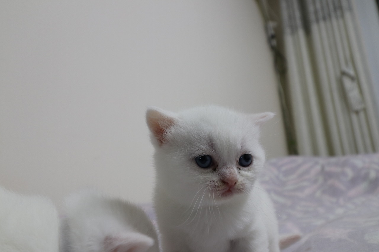 猫 161-英短-纯白-母-五粉-头无灰色毛-23-405g（图ZMjA4NjA3NTMy） - 宠物摄影 - 站酷设计师沐米猫舍原创素材 - 站酷ZCOOL