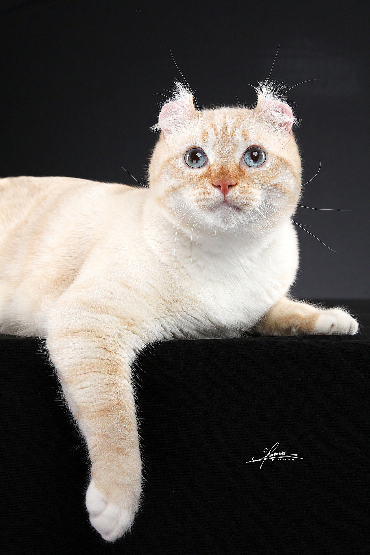 美国卷耳猫amyworks,拍摄于大连