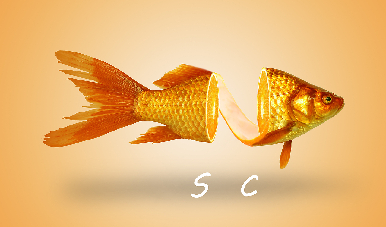 橙子鱼（图ZMjYzNjY2NzI4） - 艺术插画 - 站酷设计师wniya原创素材 - 站酷ZCOOL