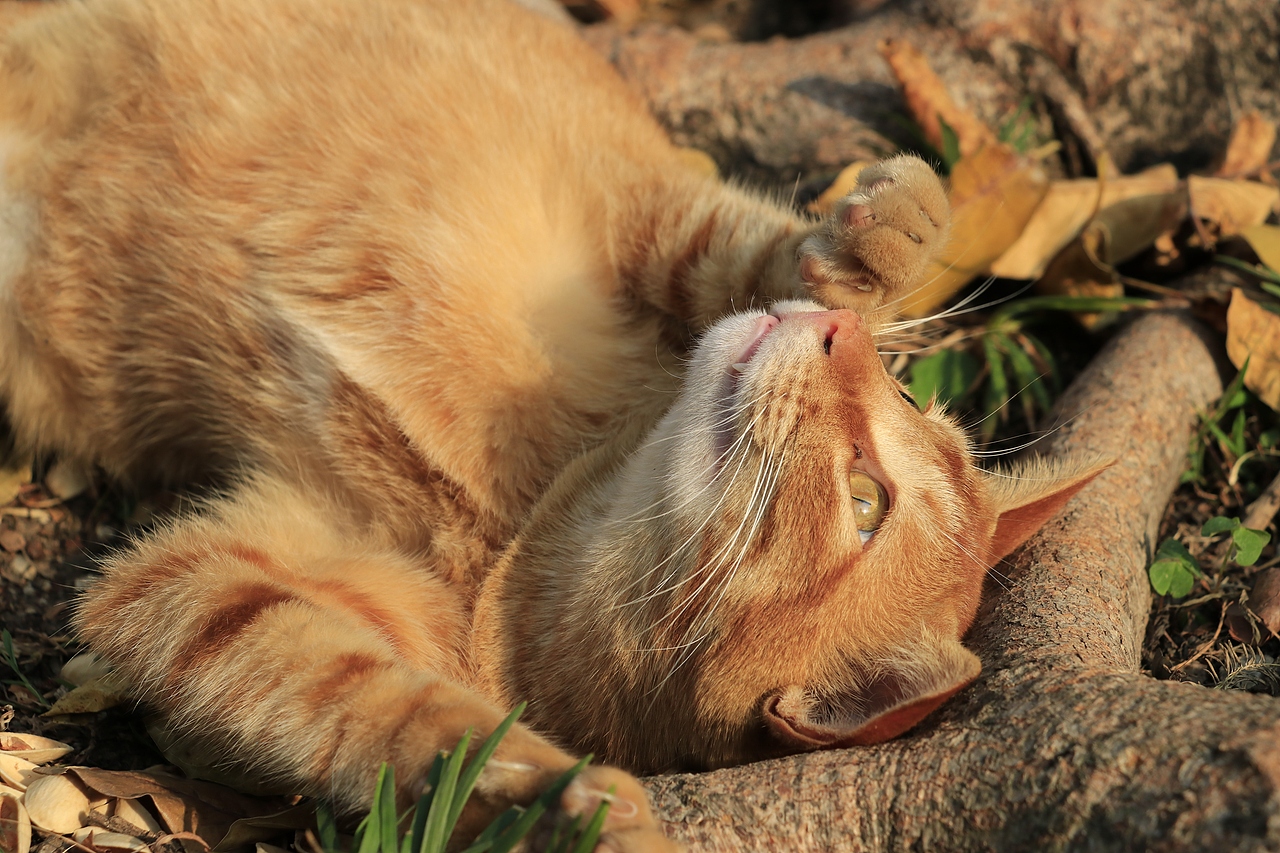 东湖公园之偶遇鸟趣&猫咪（图ZMjQzNjUwMTA4） - 风光摄影 - 站酷设计师飞天猪猫原创素材 - 站酷ZCOOL