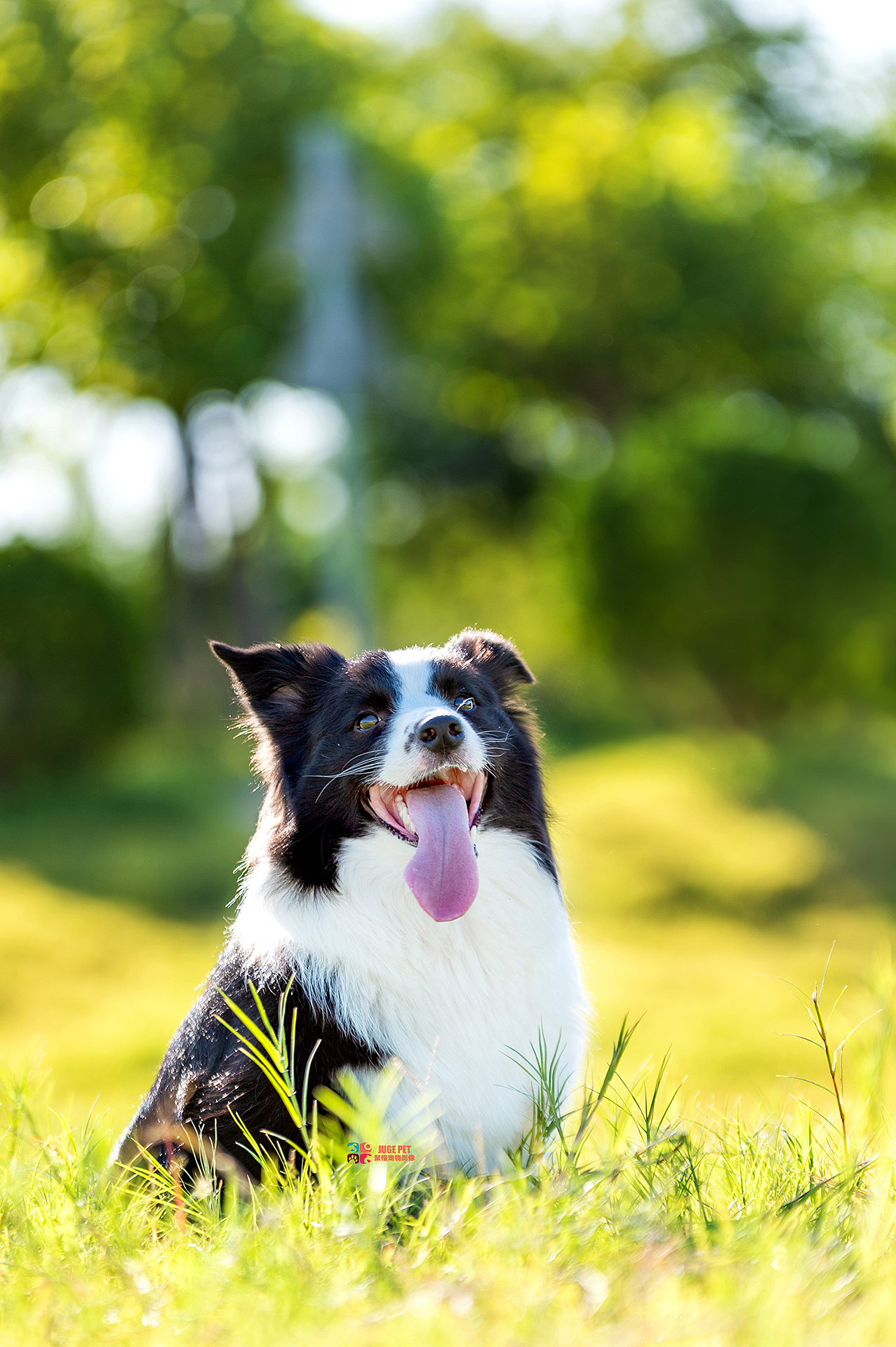 宠物摄影|和妈妈一起拍照好开心哟