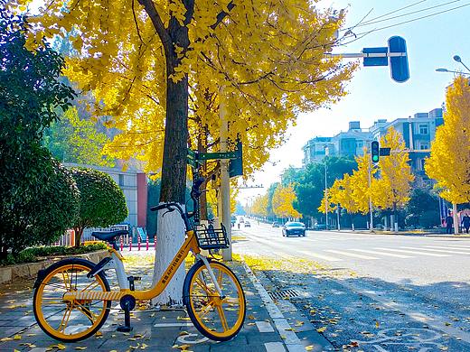 银杏（白果树）武汉  武昌街道  武汉初冬