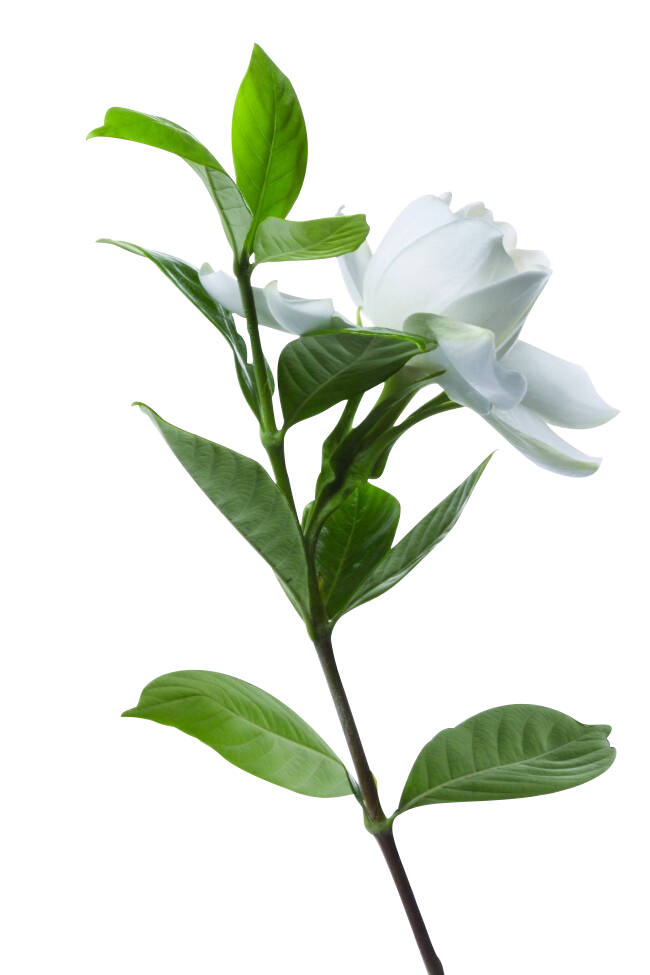 png作品 植物 绿叶 盆栽 花卉 芭蕉叶 芦荟 装饰元素