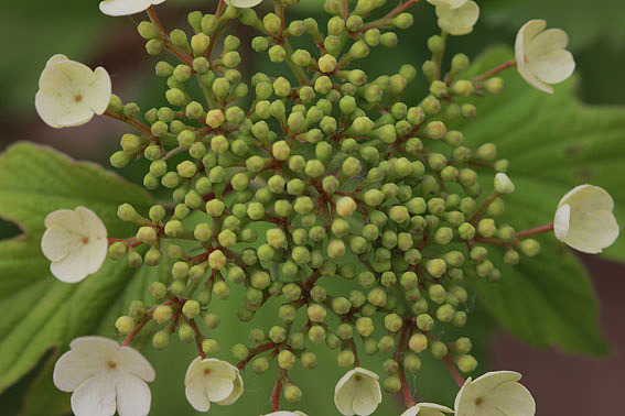 【摄影】那些它－猫－蝶－花（图ZNTkwNDc1Ng==） - 风光摄影 - 站酷设计师naza原创素材 - 站酷ZCOOL