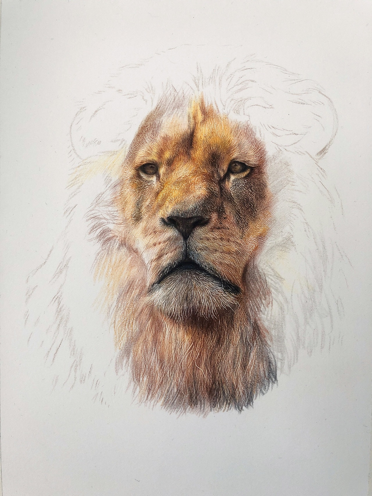 彩铅:狮子