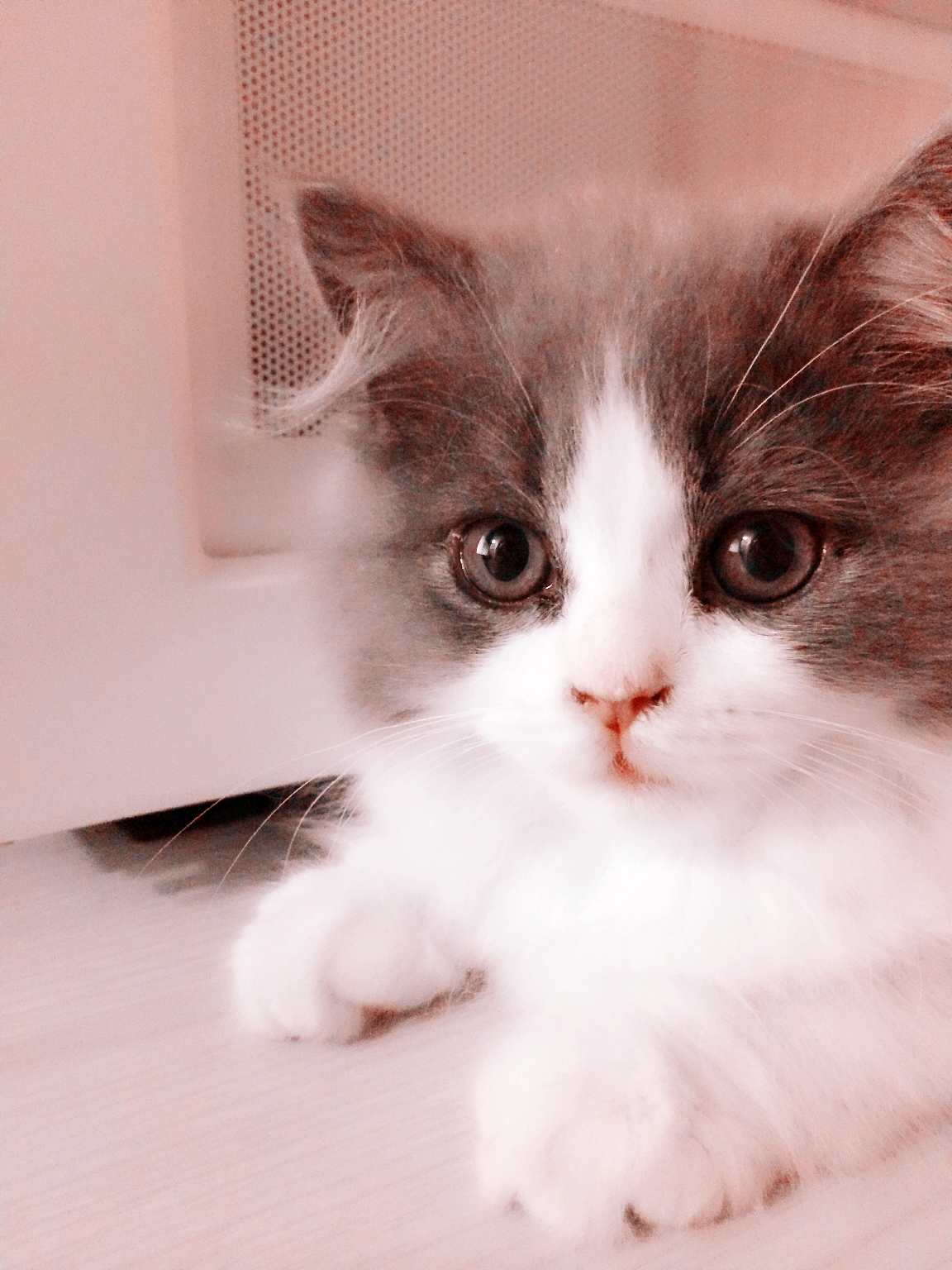 歇默斯の猫（图ZMjU3OTYzMDg=） - 宠物摄影 - 站酷设计师歇默斯原创素材 - 站酷ZCOOL