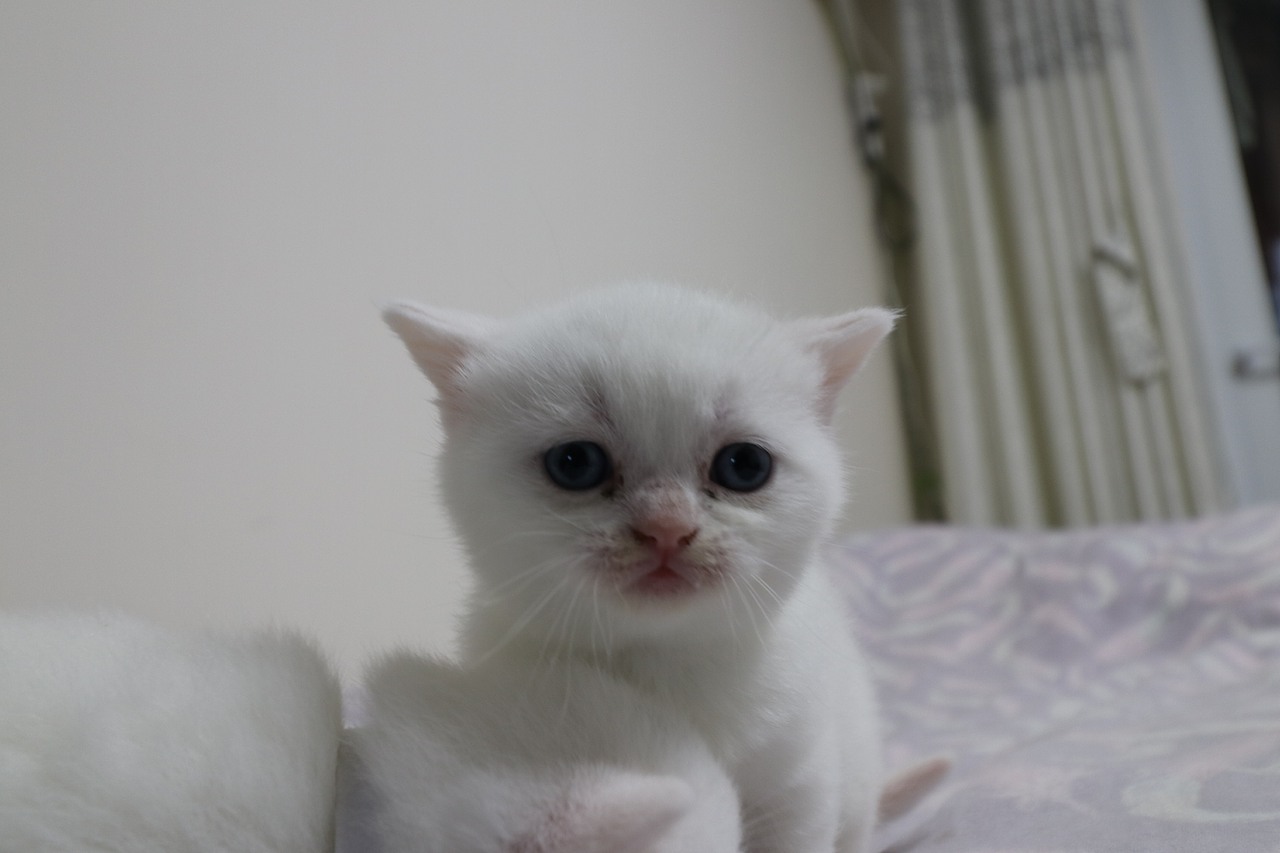 猫 161-英短-纯白-母-五粉-头无灰色毛-23-405g（图ZMjA4NjA3NjY0） - 宠物摄影 - 站酷设计师沐米猫舍原创素材 - 站酷ZCOOL