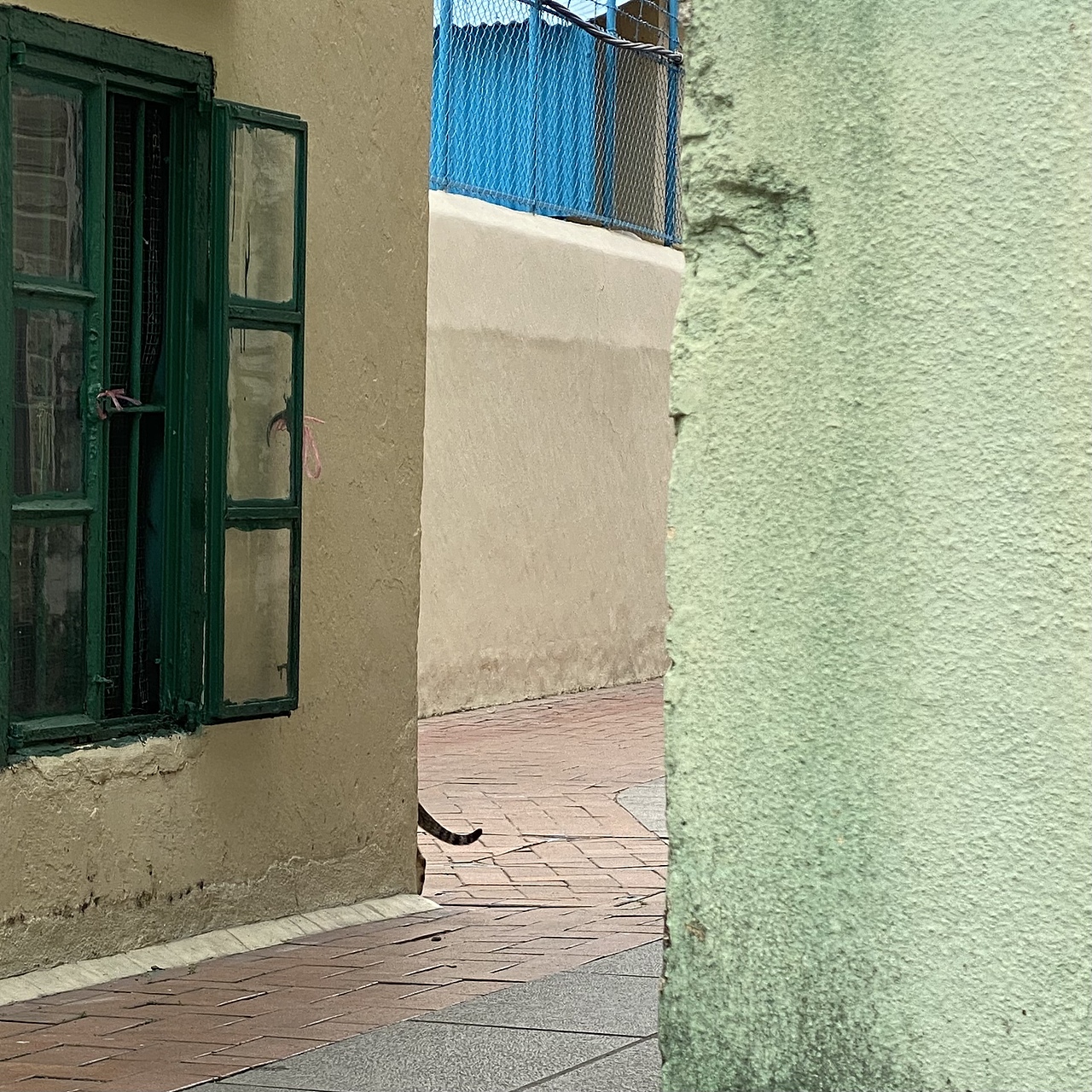 澳门某个街巷子偶遇家养猫猫散步