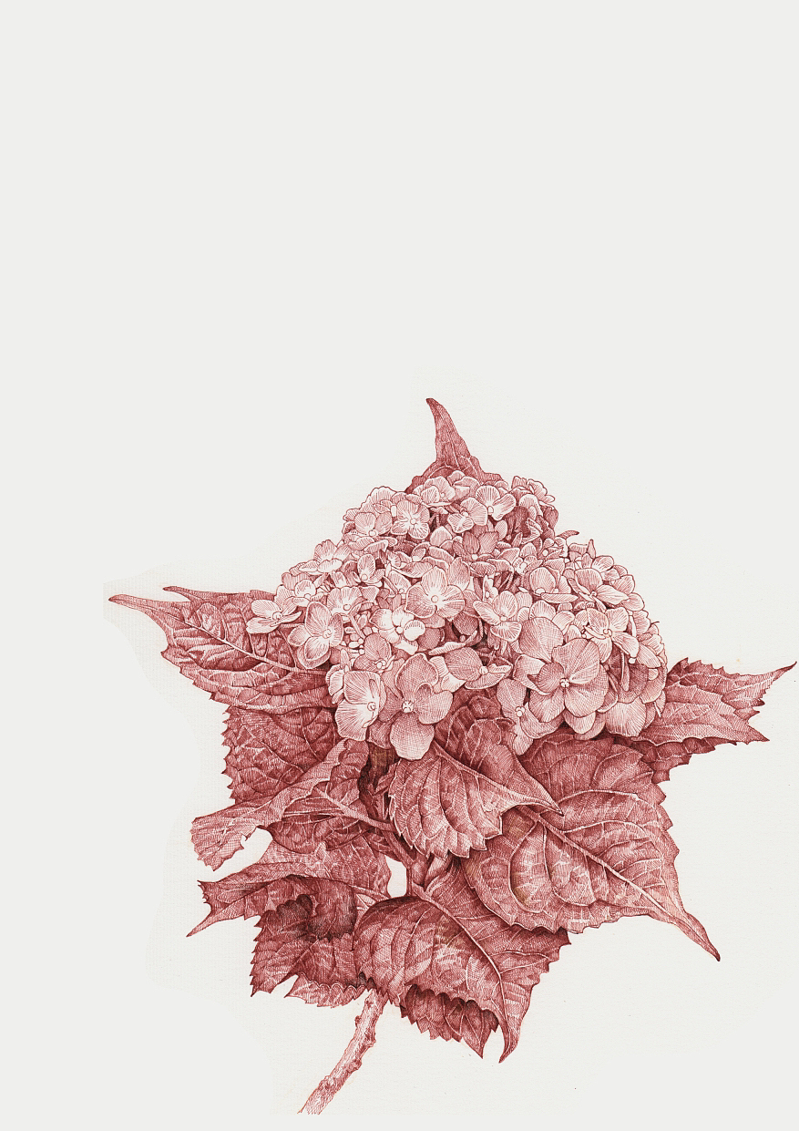 蘸水笔针管笔｜绣球花开（图ZMzUxNjI1ODgw） - 艺术插画 - 站酷设计师CatCastleDZ原创素材 - 站酷ZCOOL