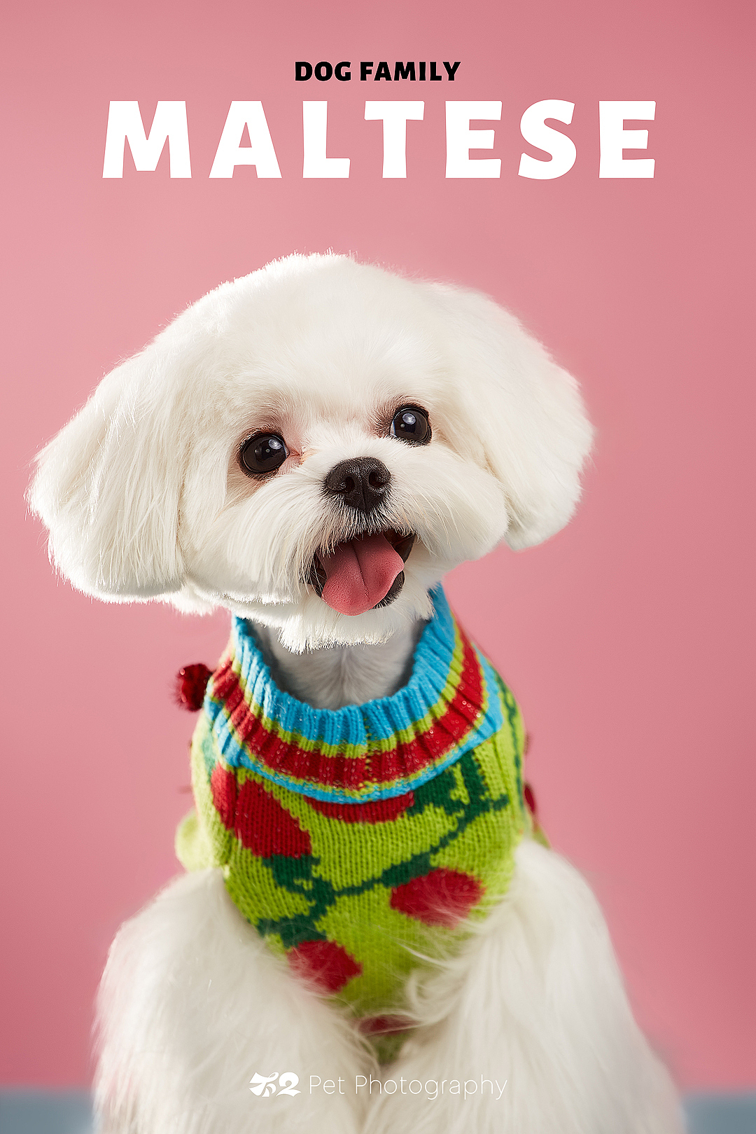 烟台美食摄影 | 萌宠 ✖ 不二造相