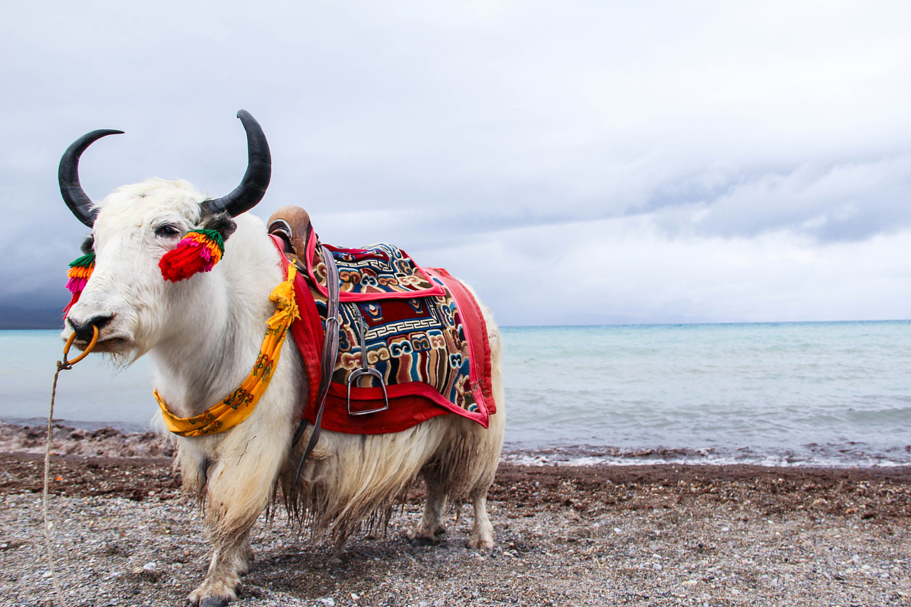 纳木错的白色牦牛