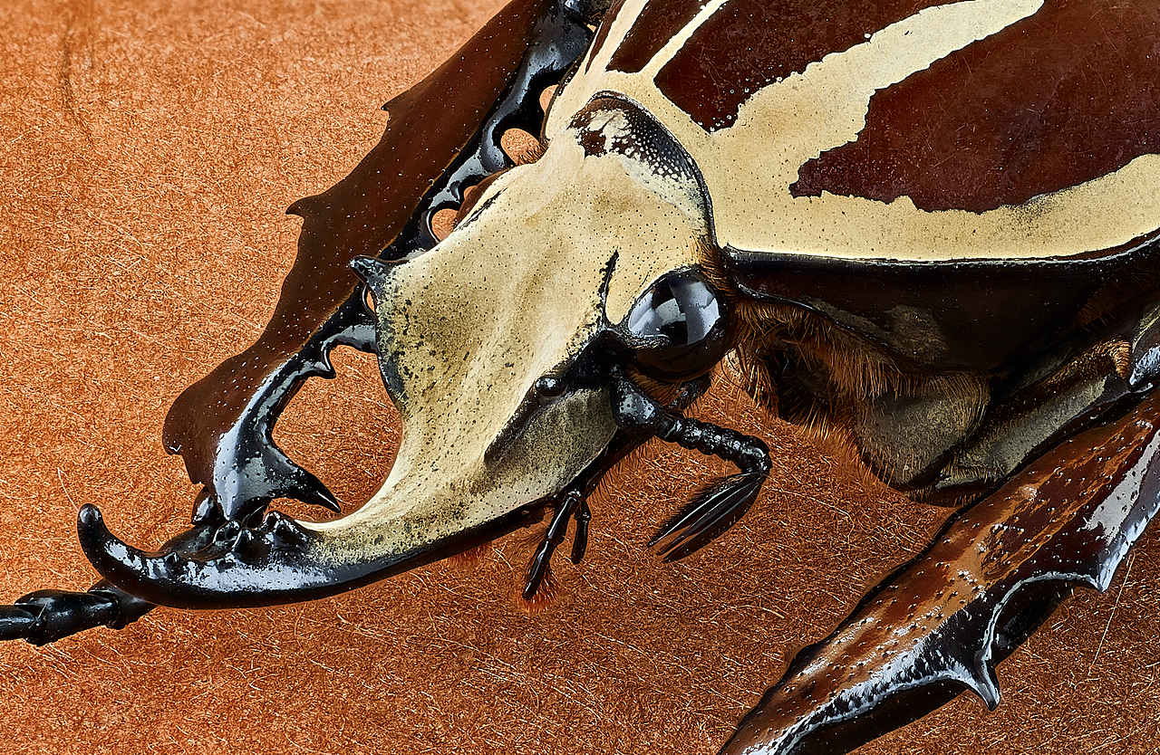 昆虫之美™乌干达花金龟