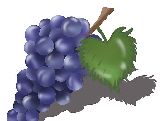 练习作品/水果系列