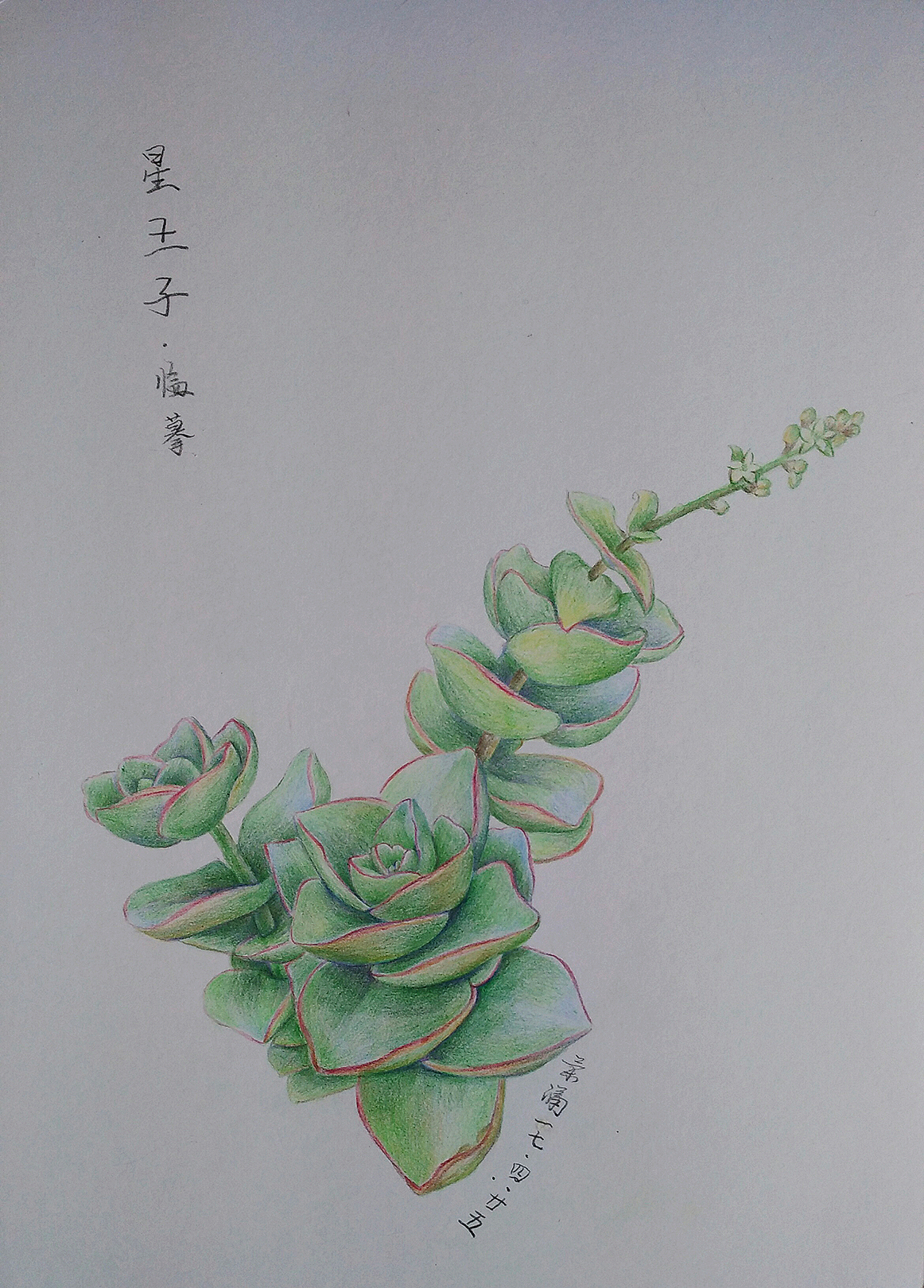 多肉临摹|纯艺术|绘画|兰潇_原创作品-站酷zcool