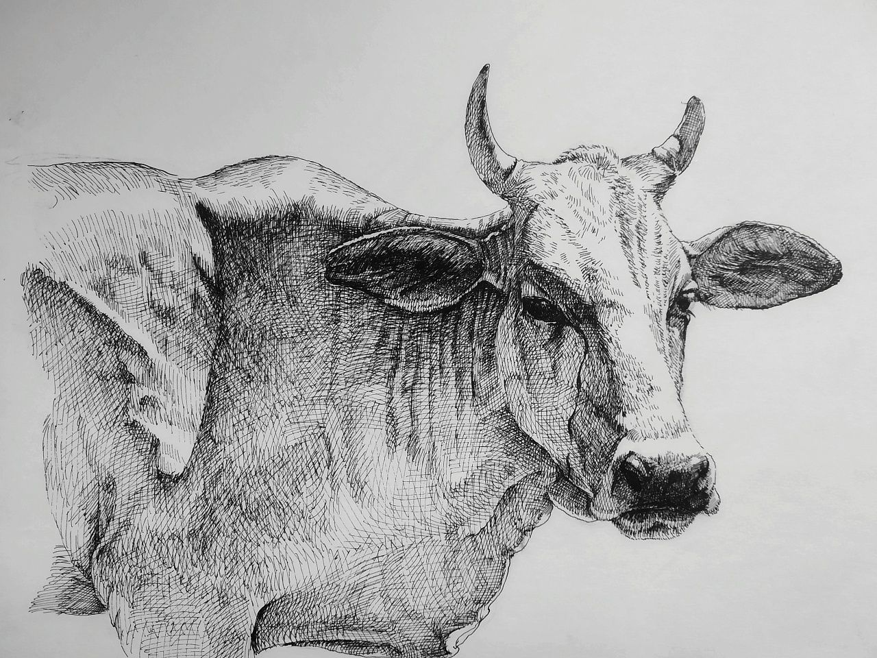 2021牛年线描画图片