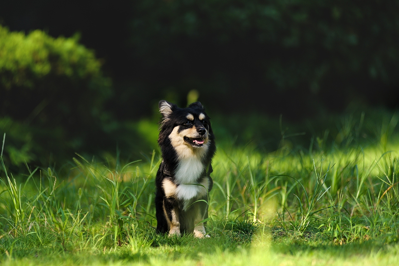 【纪实宠物摄影】