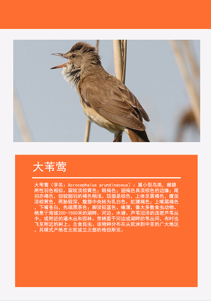 鸟类画册2（图ZMTMzMDg0NTk2） - 书籍/画册 - 站酷设计师浅墨幺幺原创素材 - 站酷ZCOOL