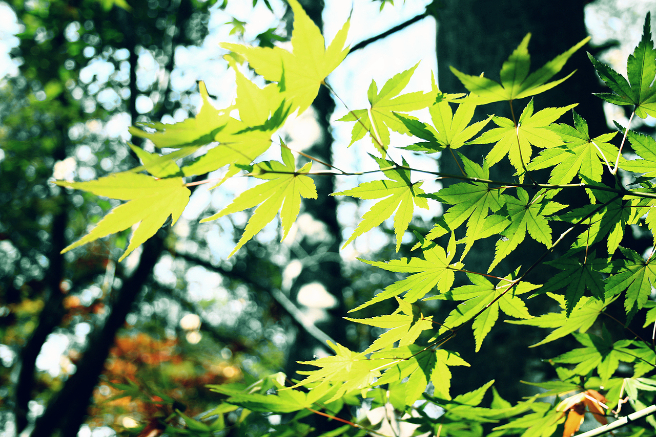 醉枫（图ZMTM3ODI3ODA=） - 风光摄影 - 站酷设计师言不甩原创素材 - 站酷ZCOOL