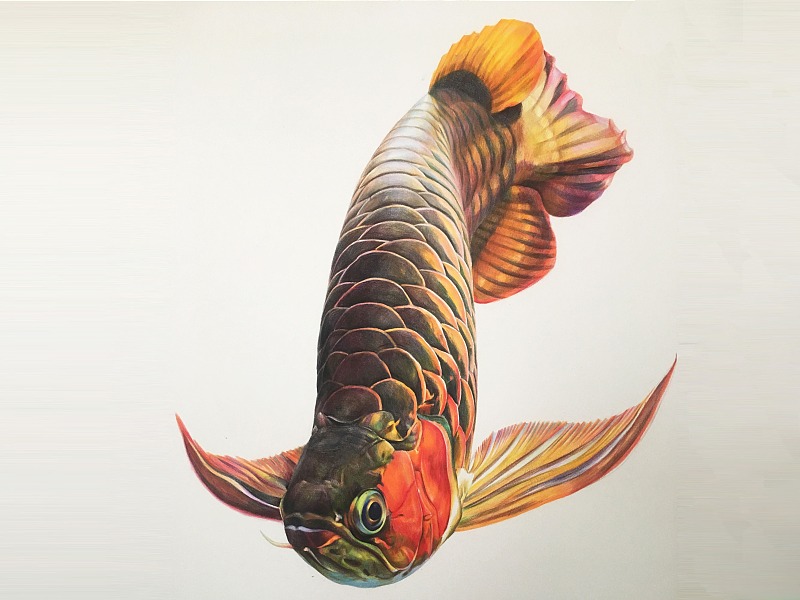 关于龙鱼的手绘彩铅画