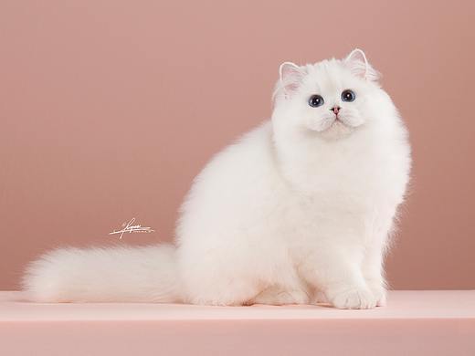 英国长毛猫