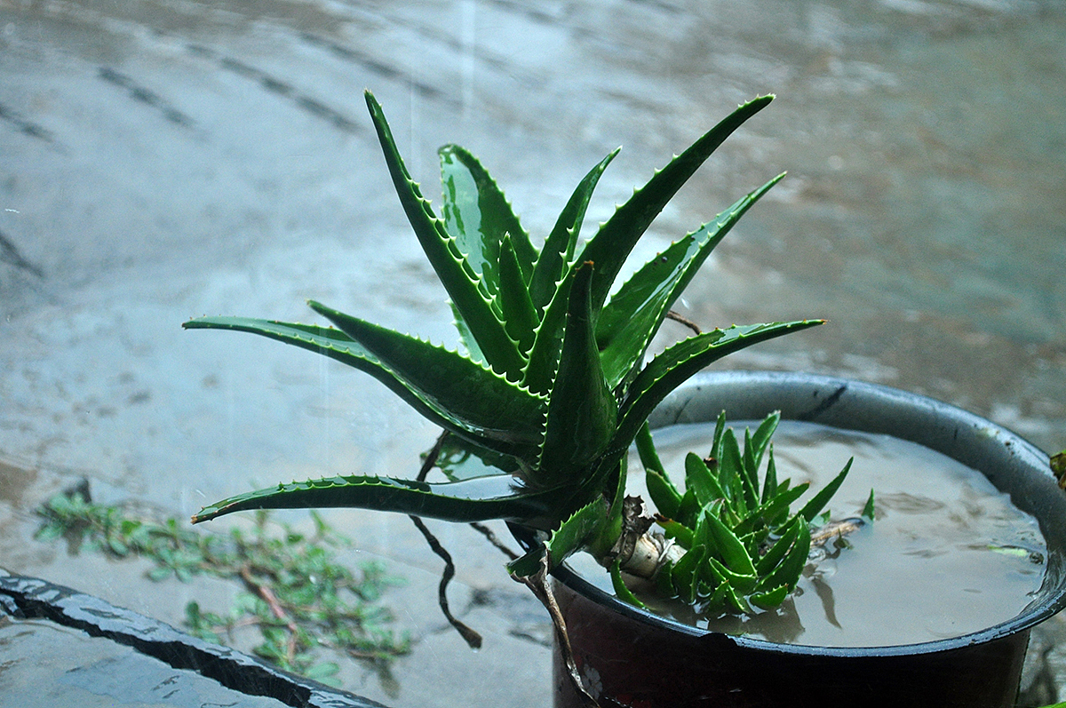 雨中的芦荟尽情洒脱的绽放