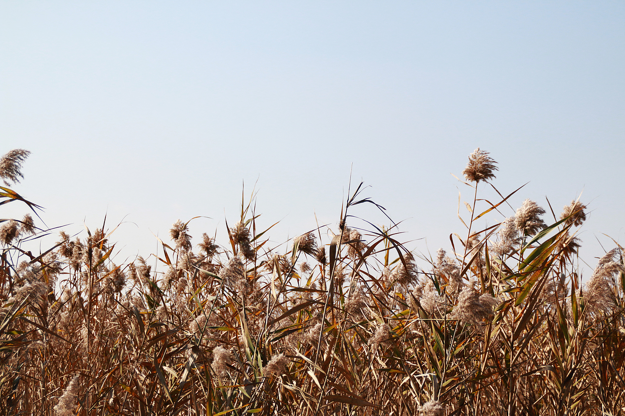 崇明西沙湿地（图ZNjUyODAzMzI=） - 风光摄影 - 站酷设计师1174337661原创素材 - 站酷ZCOOL