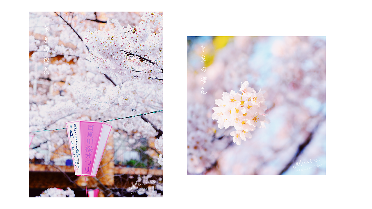 東京の櫻花，爛漫的年華（圖ZMTA5NTA3NjY0） - 風光攝影 - 站酷設計師Miss_Mo原創(chuàng)素材 - 站酷ZCOOL
