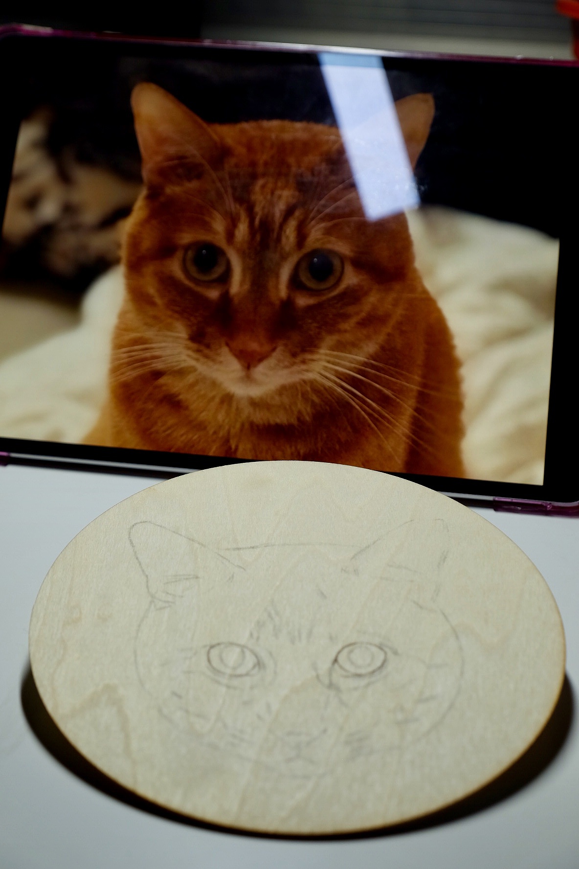 彩铅猫咪练习《阿囧》(木板绘)