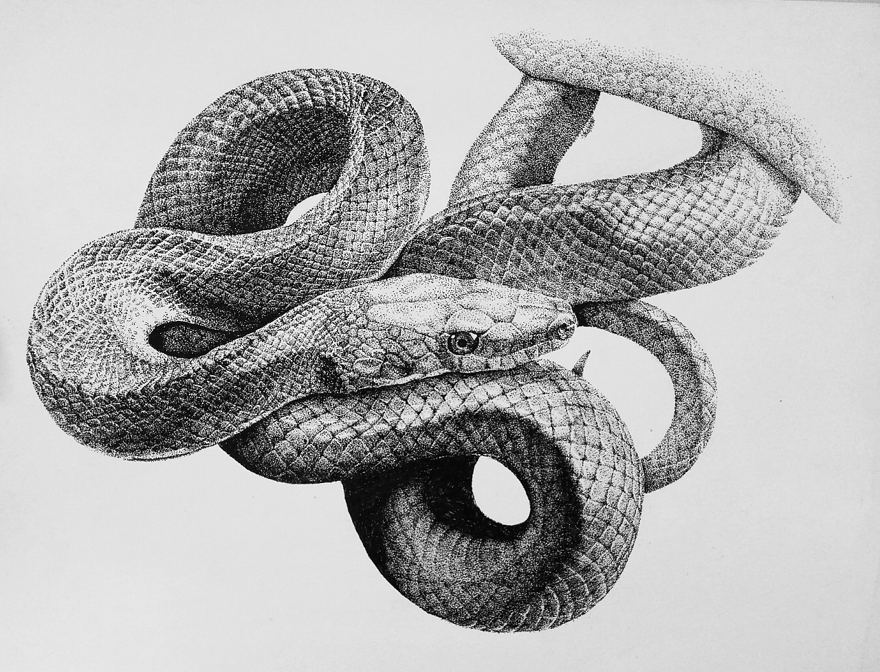 一条小蛇|纯艺术|钢笔画|Fieryu - 原创作品 - 站酷 (ZCOOL)