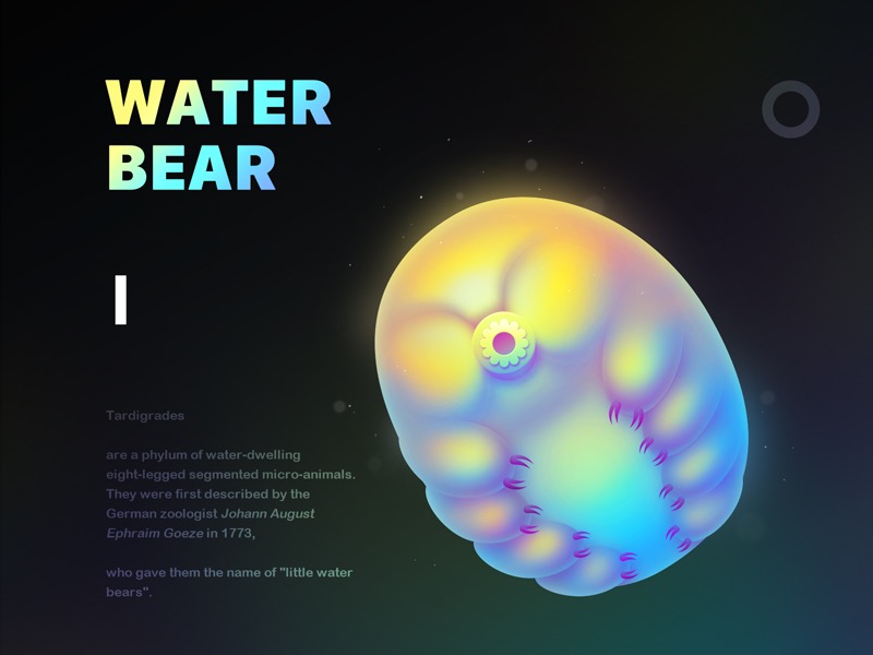 Water Bear / 水熊虫