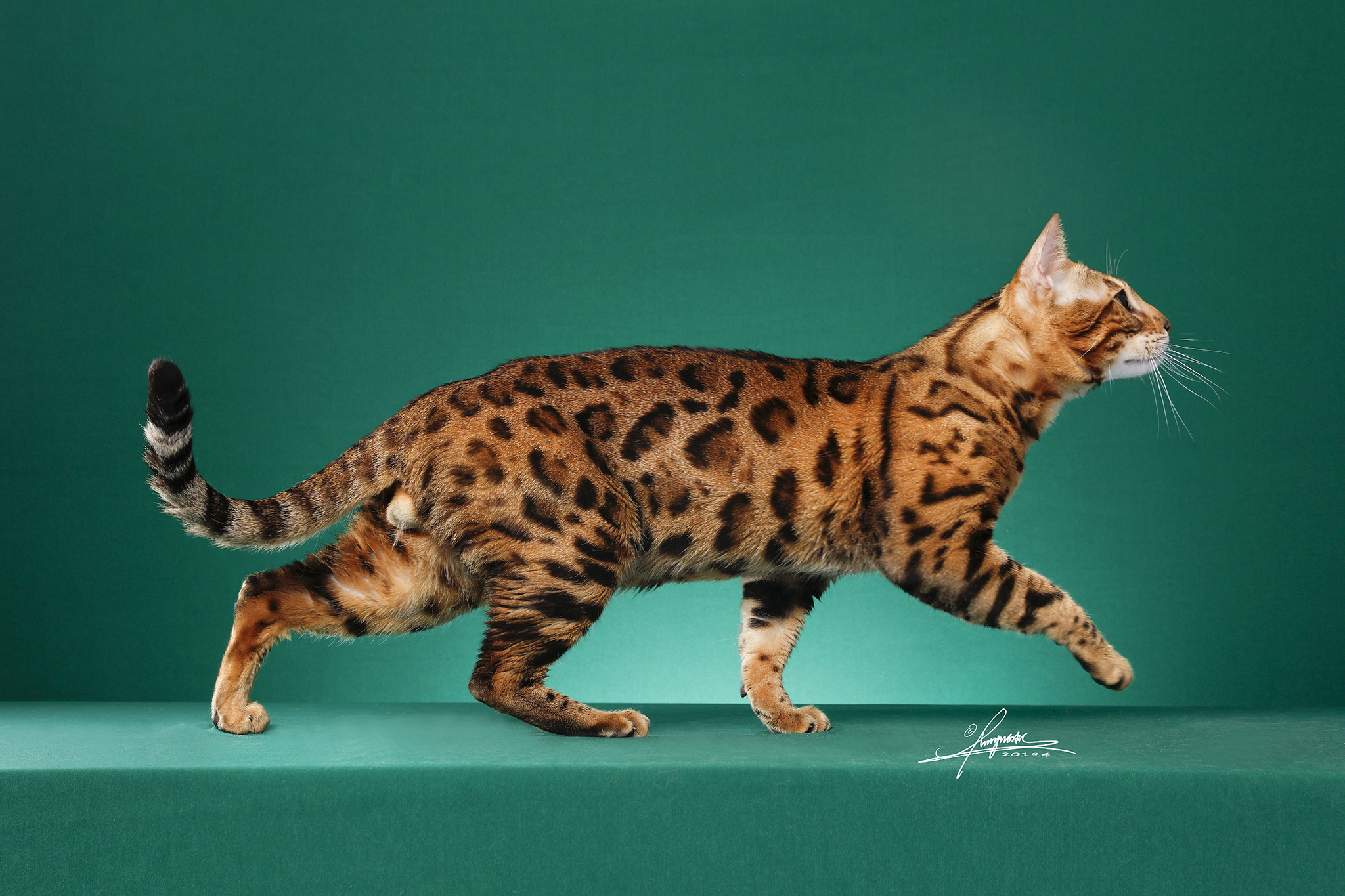 豹猫|摄影|动物|AMYWORKS赛猫摄影 - 原创作品 - 站酷 (ZCOOL)