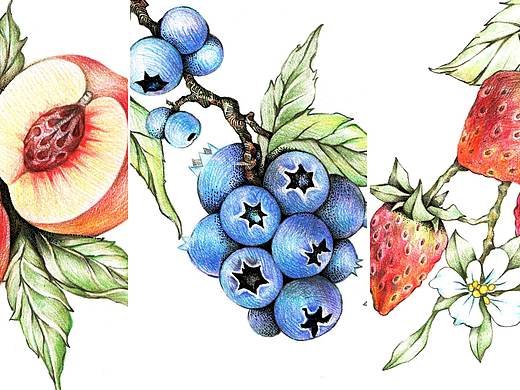 Ramey'Garden插画设计