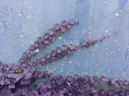 花花草草