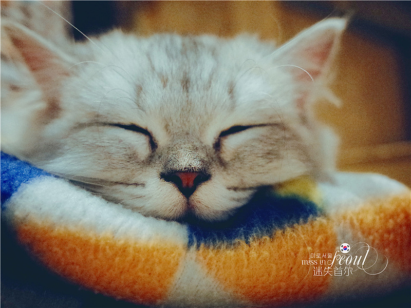 那个秋天 首尔一个人